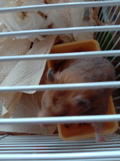 Kong - Syrian / Golden Hamster Hamster