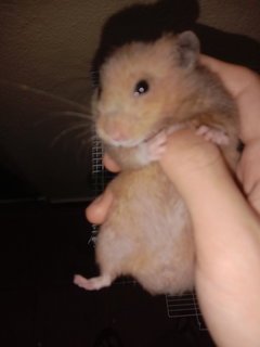 Kong - Syrian / Golden Hamster Hamster