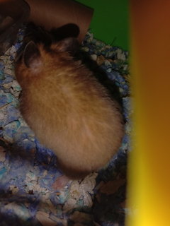 Kong - Syrian / Golden Hamster Hamster