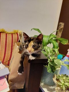 Cajun - Domestic Short Hair + Tortoiseshell Cat