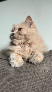 Suri - Persian Cat