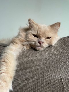 Suri - Persian Cat