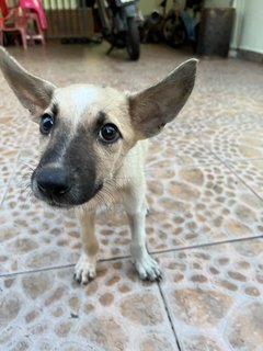 Dumbo For Adoption  - Mixed Breed Dog