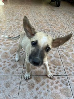 Dumbo For Adoption  - Mixed Breed Dog