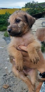 Porcupine - Terrier Mix Dog
