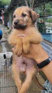 Porcupine - Terrier Mix Dog
