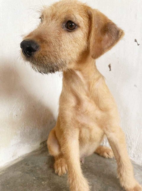 Porcupine - Terrier Mix Dog