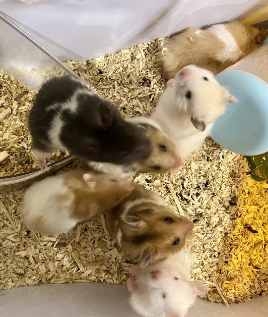 Syrian Hamsters - Syrian / Golden Hamster Hamster