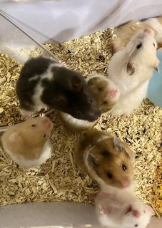 Syrian Hamsters - Syrian / Golden Hamster Hamster