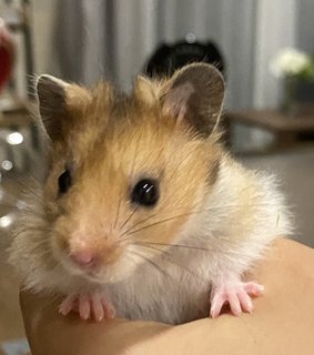 Syrian Hamsters - Syrian / Golden Hamster Hamster