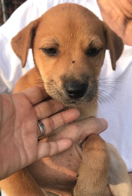 Nellie - Mixed Breed Dog