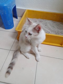 Snowy - Domestic Short Hair Cat