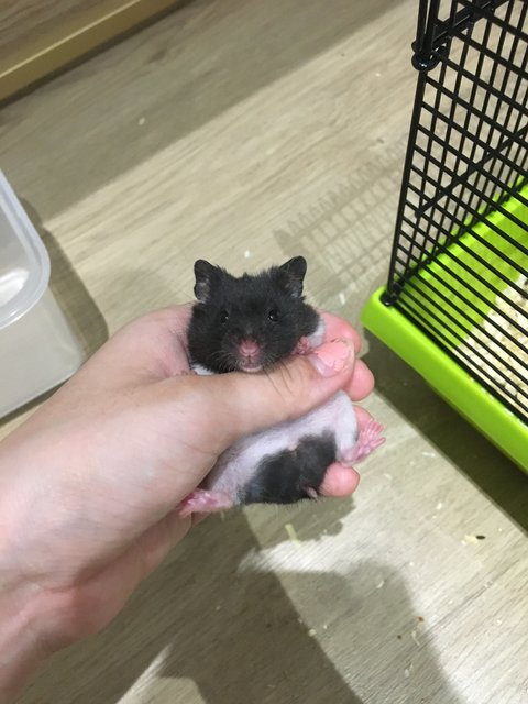 Panda - Syrian / Golden Hamster Hamster