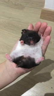 Panda - Syrian / Golden Hamster Hamster