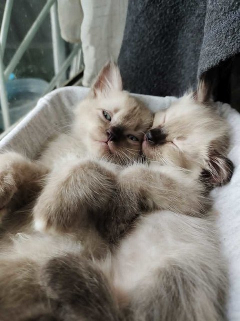 Cute Pair - Domestic Long Hair + Siamese Cat