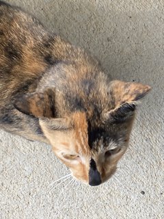 Cuddles - Calico Cat