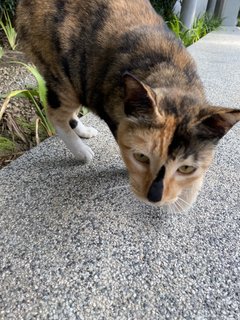 Cuddles - Calico Cat