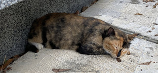 Cuddles - Calico Cat