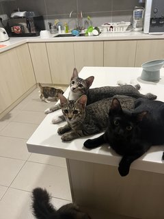 The 3 Amigos (Socks, Pepper &amp; Willow) - Domestic Short Hair Cat