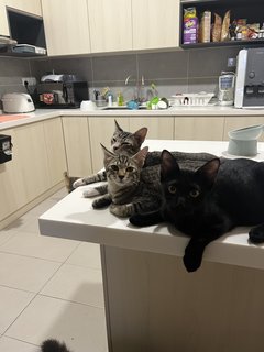 The 3 Amigos (Socks, Pepper &amp; Willow) - Domestic Short Hair Cat