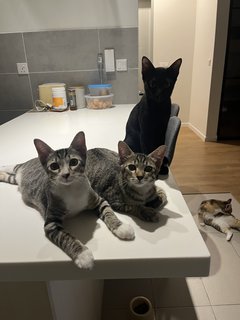 The 3 Amigos (Socks, Pepper &amp; Willow) - Domestic Short Hair Cat