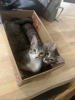 The 3 Amigos (Socks, Pepper &amp; Willow) - Domestic Short Hair Cat