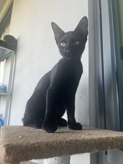 The 3 Amigos (Socks, Pepper &amp; Willow) - Domestic Short Hair Cat