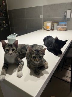 The 3 Amigos (Socks, Pepper &amp; Willow) - Domestic Short Hair Cat