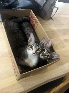 The 3 Amigos (Socks, Pepper &amp; Willow) - Domestic Short Hair Cat