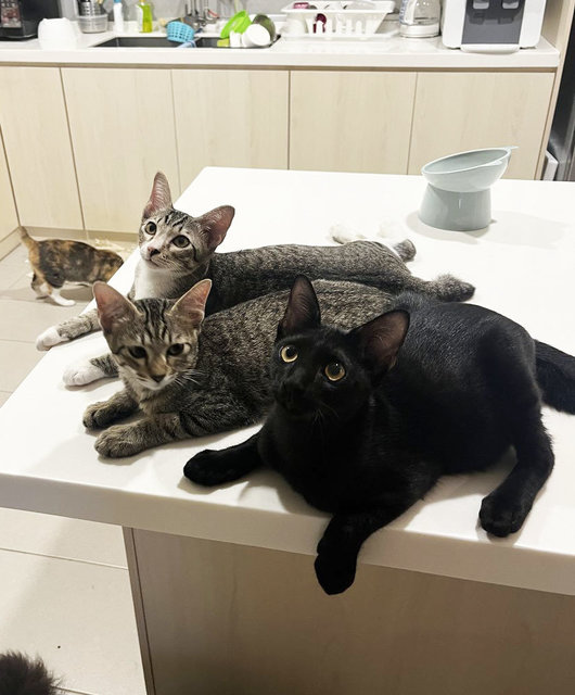 The 3 Amigos (Socks, Pepper &amp; Willow) - Domestic Short Hair Cat