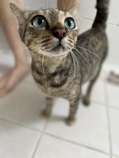 Fuji - Domestic Short Hair + Tabby Cat