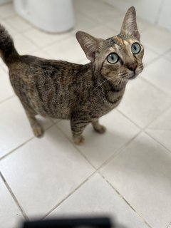 Fuji - Domestic Short Hair + Tabby Cat