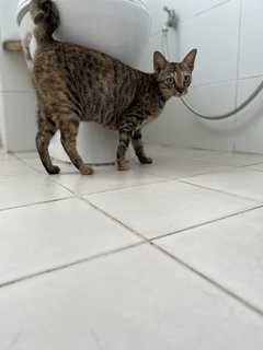 Fuji - Domestic Short Hair + Tabby Cat