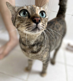 Fuji - Domestic Short Hair + Tabby Cat