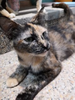 Comot The Tortie Cat 🐢 - Domestic Short Hair Cat