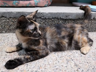 Comot The Tortie Cat 🐢 - Domestic Short Hair Cat