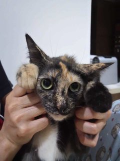 Comot The Tortie Cat 🐢 - Domestic Short Hair Cat