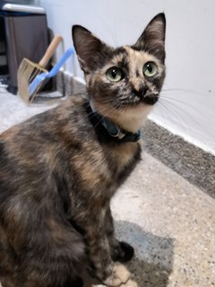 Comot The Tortie Cat 🐢 - Domestic Short Hair Cat