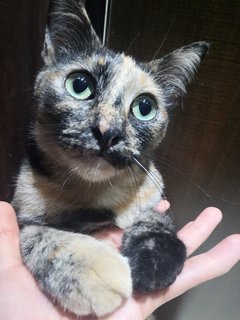 Obedient little tortie