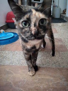 Comot The Tortie Cat 🐢 - Domestic Short Hair Cat