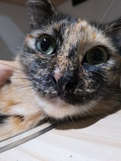 Comot The Tortie Cat 🐢 - Domestic Short Hair Cat