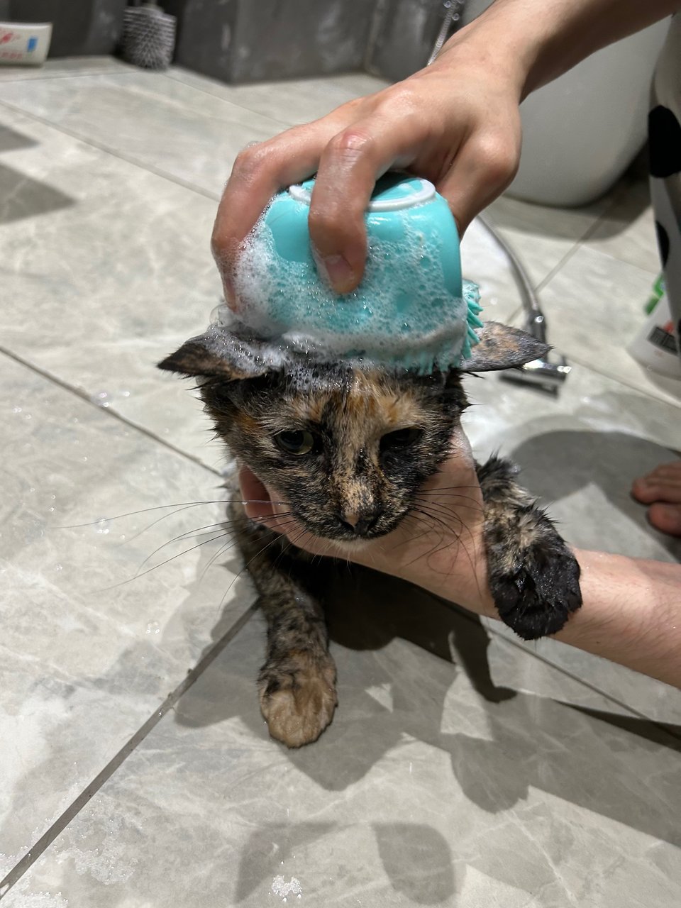 Comot The Tortie Cat 🐢 - Domestic Short Hair Cat