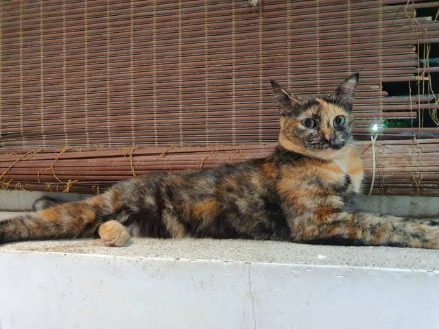 Comot The Tortie Cat 🐢 - Domestic Short Hair Cat