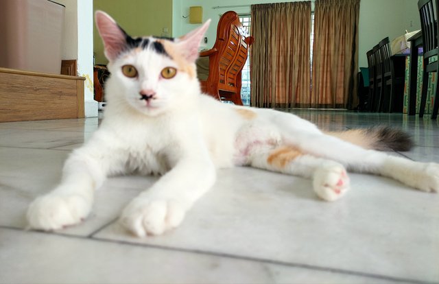 Jie Jie (13 Jie) - Calico + Domestic Short Hair Cat