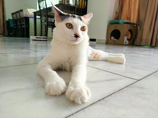 Jie Jie (13 Jie) - Calico + Domestic Short Hair Cat