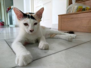 Jie Jie (13 Jie) - Calico + Domestic Short Hair Cat