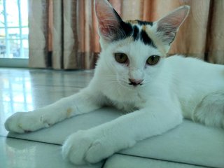 Jie Jie (13 Jie) - Calico + Domestic Short Hair Cat