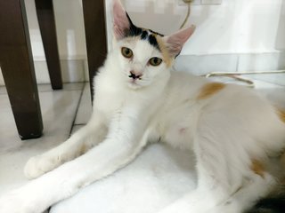 Jie Jie (13 Jie) - Calico + Domestic Short Hair Cat