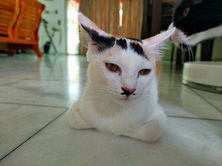 Jie Jie (13 Jie) - Calico + Domestic Short Hair Cat