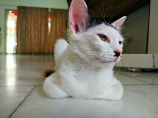 Jie Jie (13 Jie) - Calico + Domestic Short Hair Cat